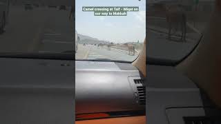 Camel Crossing | Taif Miqat | Umrah