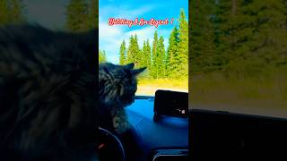 MUFASA Watching I Am Legend 1 #subscribe #mufasa&I #cat #jeepgrandcherokeesrt #youtuberlife