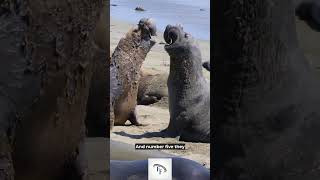 5 Fun Facts about elephant seals 🤪😎😃 #seal #seals #elephantseal #elephantseals