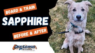 Aussie Mix, 8 m/o, "Sapphire" | Amazing Aussie Obedience Training | Spokane