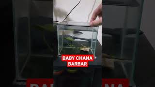 LATIH MENTAL BABY CHANA #chana #fish #fishaquarium #ikan #homeaquarium #ikanhias #fishing #aquarium