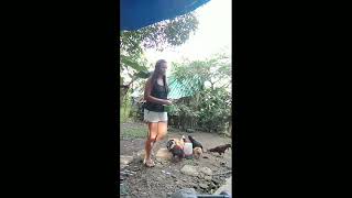 Minivlogs sa bukid                     #buhaybukid #farming #animals