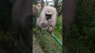 Wee monkey video, baby langur and his moom eat bread from my hand #funnymammals #monkeymammals