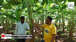 2 ನೇ ಬೆಳೆ ಬಾಳೆ ತೋಟವನ್ನು ಹೇಗೆ ಪ್ರಾರಂಭಿಸುವುದು Banana farming