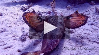 Dolphine Marbleray Stonefish Turtle redsea walkman whitetip reef Shark Crab Scorpion Fish