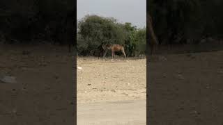 Two camels #camel #camellife #animals #thar #nature #youtubeshorts @Camels_horse