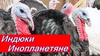 Индюки