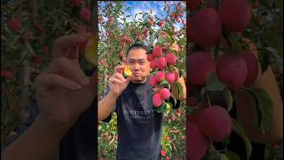 Mini Apple farming #apple #farming