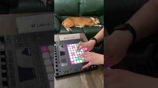 Incredibly Sweet Piano | Dog Sleeping to the Music