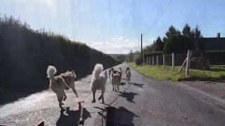 Flavien est musher en Normandie