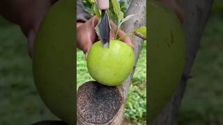 Best satisfying fresh green apple fruit cutting #fresh #fruit #fruitcutting #satisfying