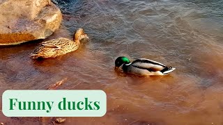 Duck bathing, and swimming.