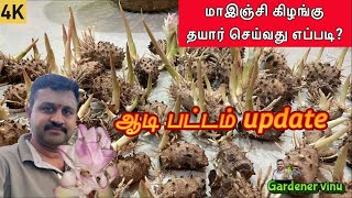 மாஇஞ்சி பூ எப்படி இருக்கும் l ஆடி பட்டம் எந்த மாதிரி மண் கலவை தேர்வு செய்யலாம் l மாஇஞ்சி கிழங்கு