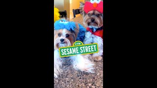 Doggies All dressed as Sesame Street Characters 😛 #funnydogs #doglover