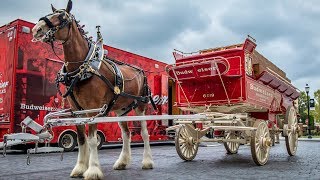 Budweiser Clydesdale Horses in Springfield MA - Mavic Air Drone Footage