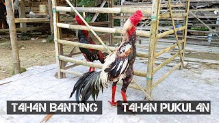 Cara merawat ayam agar selalu sehat