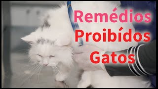 Dica pet:  NÃO USE ESSES REMÉDIOS NO SEU GATO!