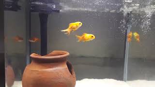 Beauty of Goldfish | UltraHD Aquarium Relaxing | Super beautiful goldfish #goldfish #fishtanksetup