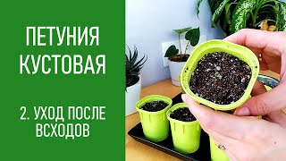 ПЕТУНИЯ - ЛЕГКО! Что делать с петунией после всхода?