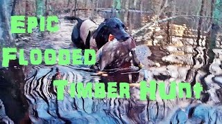 Epic Flooded Timber Duck Hunt 2016