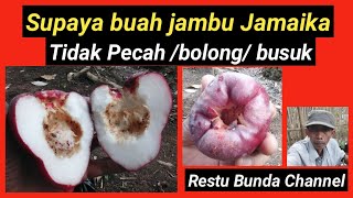 Supaya buah JAMBU JAMAIKA Tidak pecah/ bolong / busuk #alamseru #KebunBuah