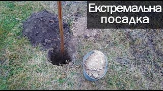 Екстремальна посадка винограду: лом, лід, мороз. Виноград 2018