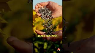 Sunflower Seeds: A Secret Weapon #shorts #sunflower #seeds #ytshorts #shortsfeed #shortsvideo #fact