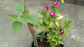 how to grow vinca plant/repot vinca plant | repot raspberry plant| #periwinkle#vinca#सदाबहार#मक्कों