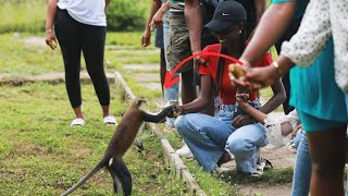 Living with Monkeys for a Day!/ Tafi Atome Monkey Sanctuary.