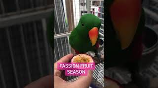 Passion Fruit Season was a blast at our sanctuary | #birdfood #parrotfood  #parrot #eclectusparrot