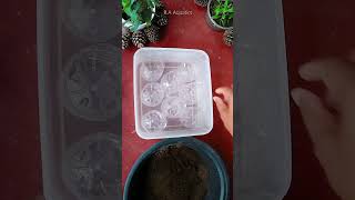 Aquatic Plant Setup using Plastic Bottle - DIY #shorts