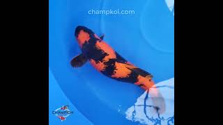 2024FALL-009 3yr 24" Show-Quality Hi Utsuri by SAKAZUME Koi Farm