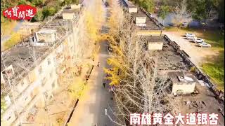 Nanxiong Ginkgo: Put on a golden  feather coat and weave a beautiful picture of ginkgo dyeing autumn