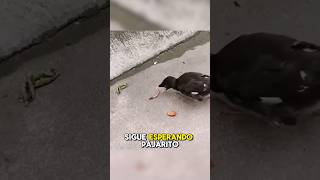 Qué le Pasa a Este Pájaro 😟