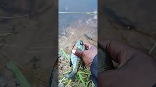 Releasing an anxious Bluegill back into the  Roanoke River