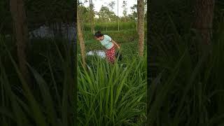 Mau ambil keong sawah