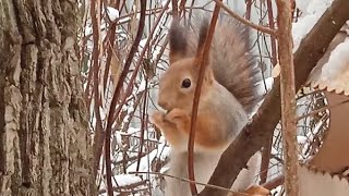 Бусинка пришла на завтрак❄⛄🐾😋🌰🐿❤А также дятел, синицы и малыш Бельчонок в конце🤗🐿❤🐦🐦🌲⛄#лесныежители