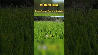 Cúrcuma: A Chave para Memória e Prevenção do Câncer