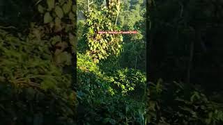 Nature beauty of south Hill's forest traveling #song #bollywood #music #kodaikanal #south #newsong