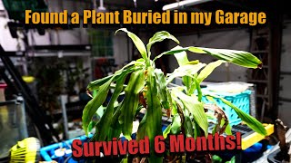 Tough Houseplant! Plant Lived 6 Months Under Boxes || Dracaena