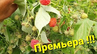 Премьера🔥🔥🔥Ремонтантный сорт малины ИМАРА. Один из самых вкусных сортов малины.