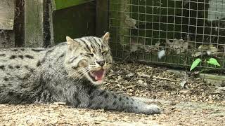 Fishing Cat, Axe Valley Wildlife Park (28th May 2023)