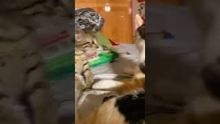 #funny #funnyvideo #funnyshorts #amazing #cat #cats #catvideos #shorts #shortsvideo #video #comedy