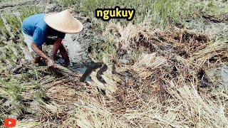 TERNYATA BERSEMBUNYI DISINIH TOH, MENANGKAP IKAN BELUT DI SAWAH #ngukuy #orangdesa #menangkapikan