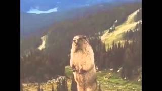 Marmotta che urla, Screaming marmot. Funny Animals. LOL  #LOL #SCREAMINMARMOT #MARMOT #FUN #ANIMALS