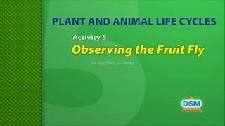 Plant and Animal Life Cycles - Activity 5: Observing the Fruit Fly