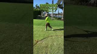 Lawn Painting with Endurant TurfPaint.net #lawn #lawnpaint #dyi #landscaping #howto