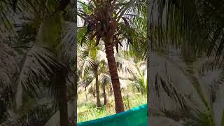 #nature #reels #coconut #coconuttree #youtubeshorts #review #villagelife #villagevlog