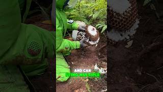 Why You Need Protective Gear to Catch Ground Hornets!