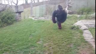 ape test video